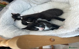 Mixed Breed cats for sale: 3 ragdoll mix kittens  - Image 16