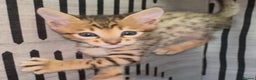 Savannah cats for sale: Excellent Quality Tica Registered Purebred kittens - Advert 5