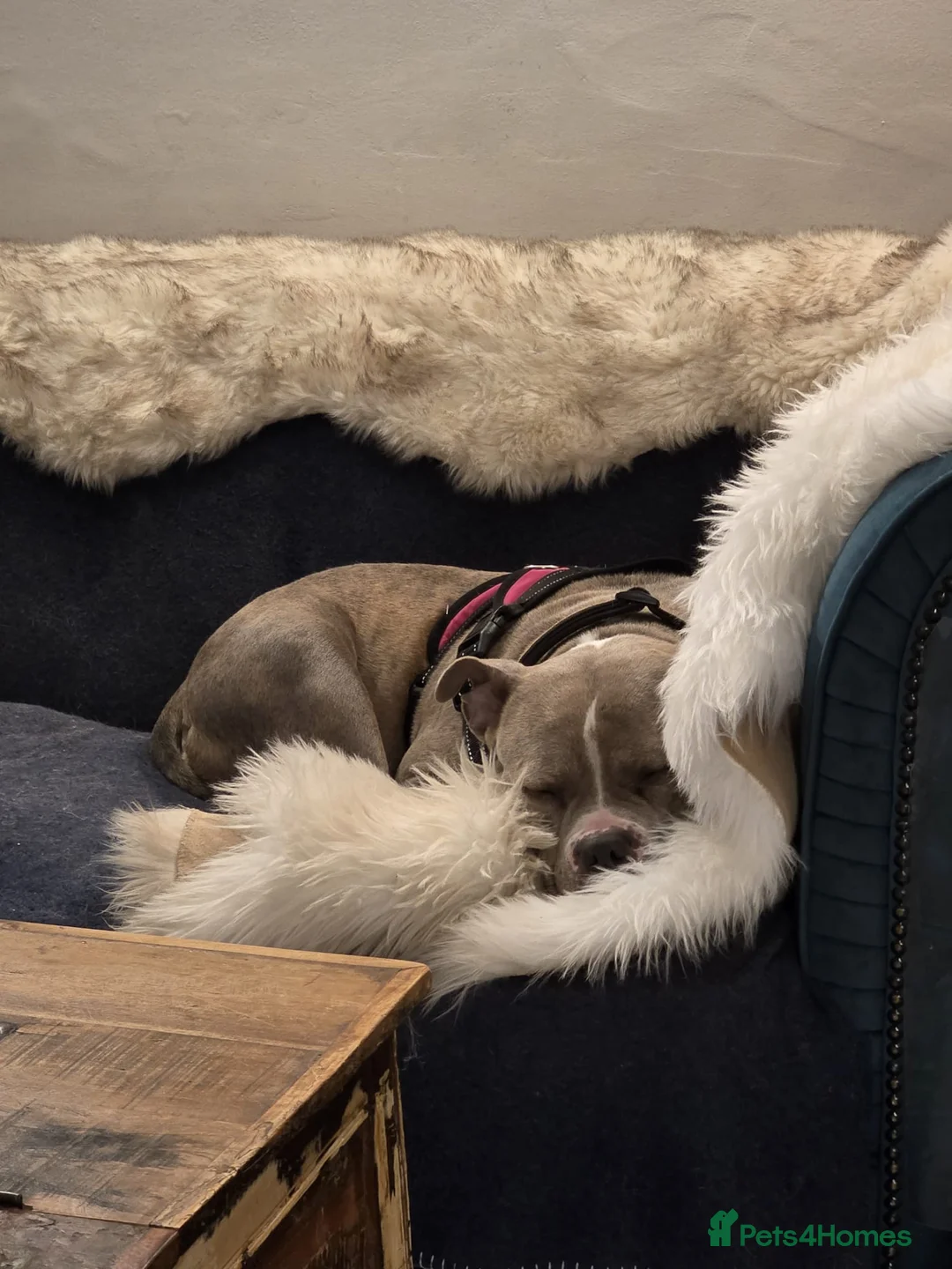 Mixed Breed dogs for sale: Maya - Staffy / Pocket Bully cross female in Wakefield - Advert 2