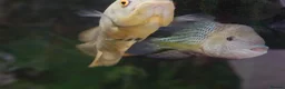 Cichlids fish for sale: Green terror cichlid and Oscar in Abingdon - Advert 5