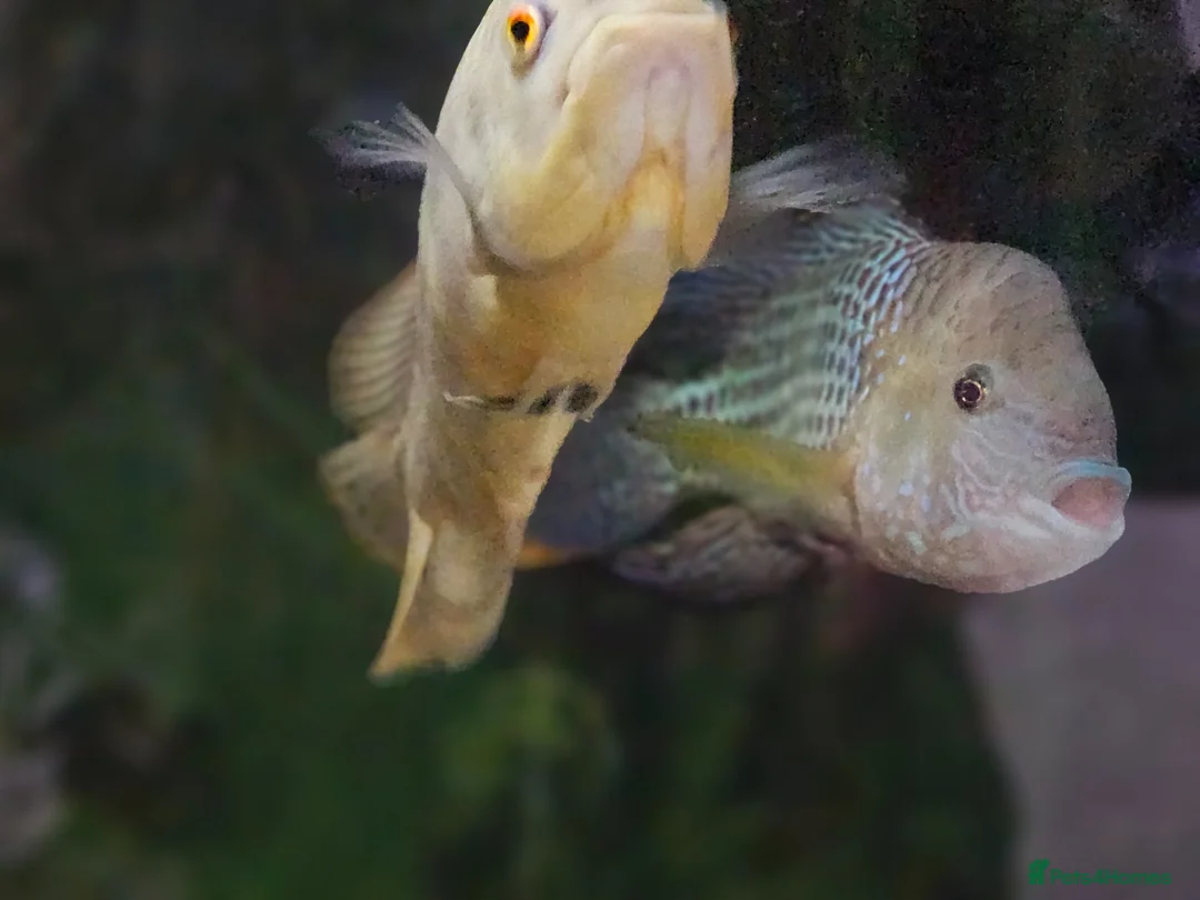 Cichlids fish for sale: Green terror cichlid and Oscar in Abingdon - Advert 5