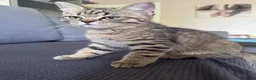 Mixed Breed cats for sale:     Beautiful Tabby Boy Kitten - Advert 3