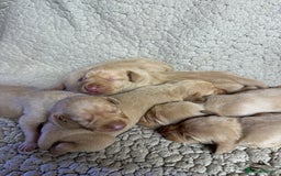 Hungarian Vizsla dogs for sale: Gamekeeper bred KC registered Crufts progeny - Image 2