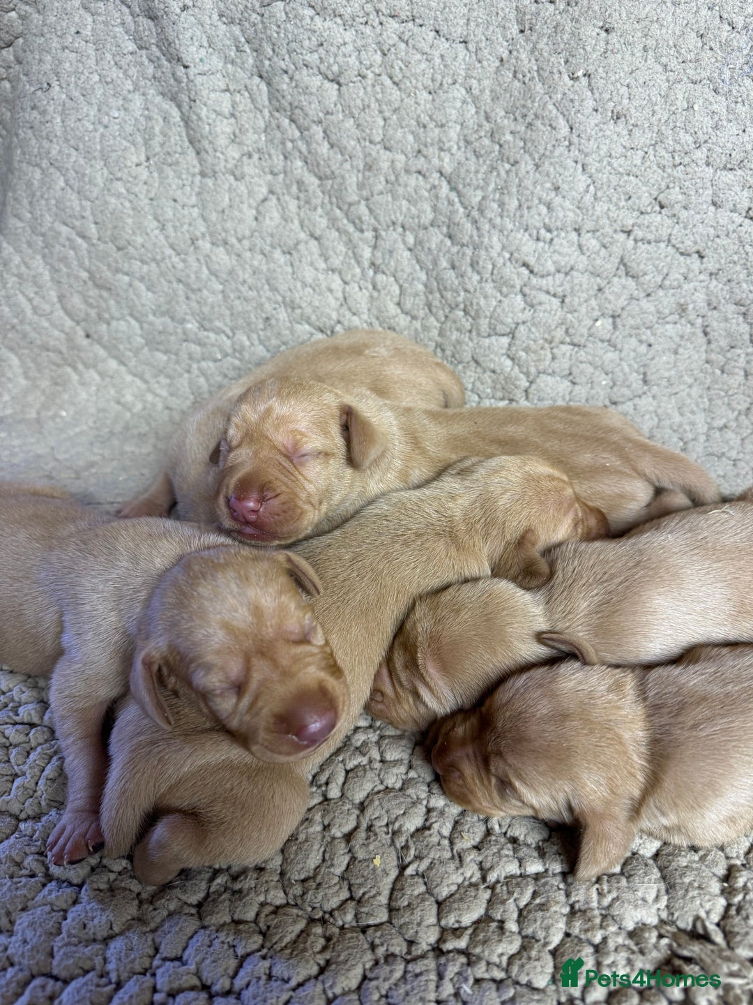 Hungarian Vizsla dogs for sale: Gamekeeper bred KC registered Crufts progeny - Image 2