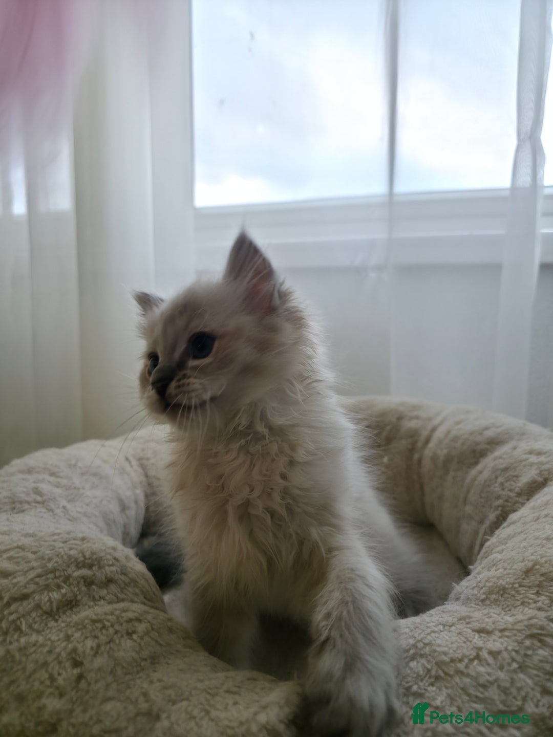Ragdoll cats for sale: 🐾🌸STUNNING KITTENS| ONE LEFT!|🌸🐾 - Image 10