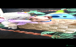Sphynx cats for sale: Bald, bold elf blue eyes kittens  - Image 13