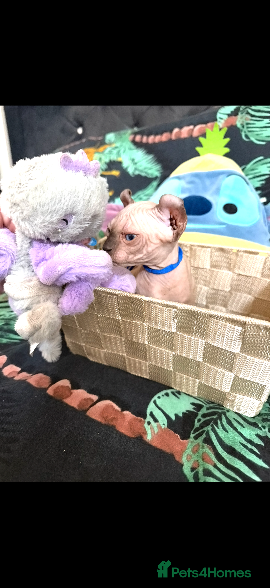 Sphynx cats for sale: Bald, bold elf blue eyes kittens  - Image 13