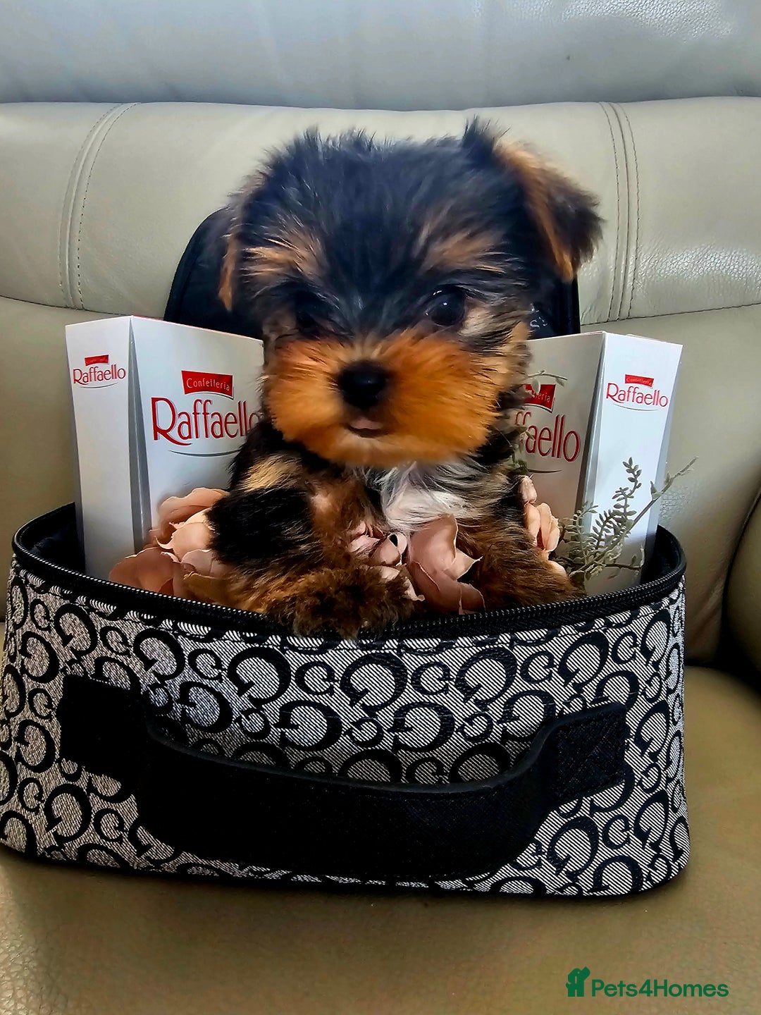 Yorkshire Terrier dogs for sale: Yorkshire Terrier - Image 5