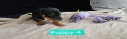 Jackshund dogs for sale: DachshundxJack Russell Puppies  in Martock - Advert 10
