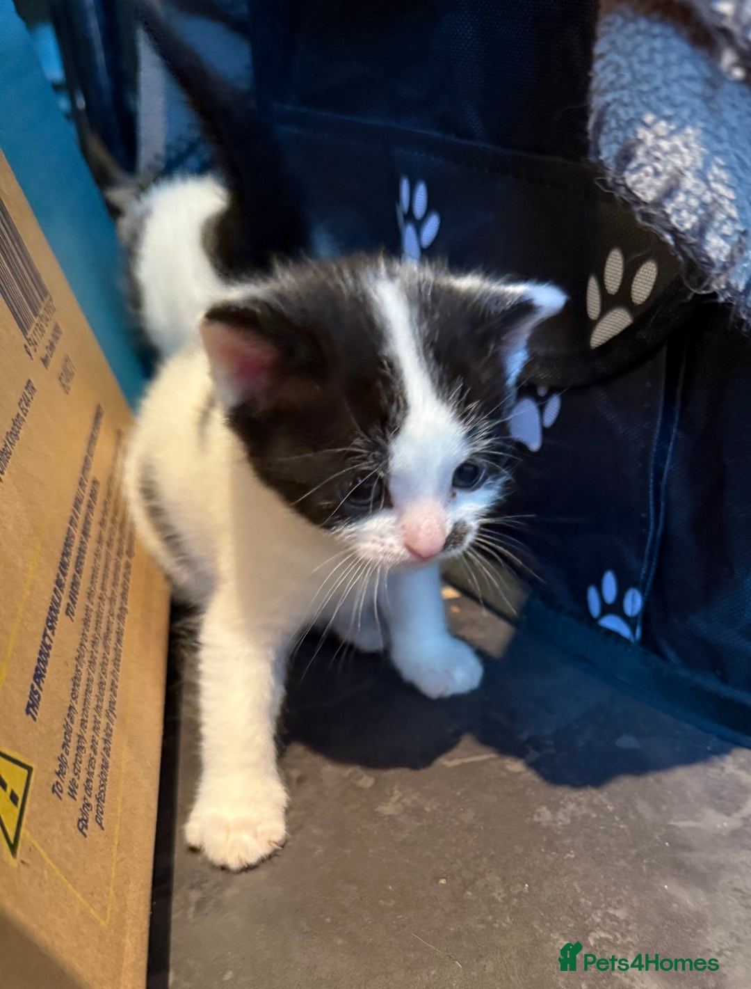 Mixed Breed cats for sale: 3 Kittens looking for their forever Homes - Image 4
