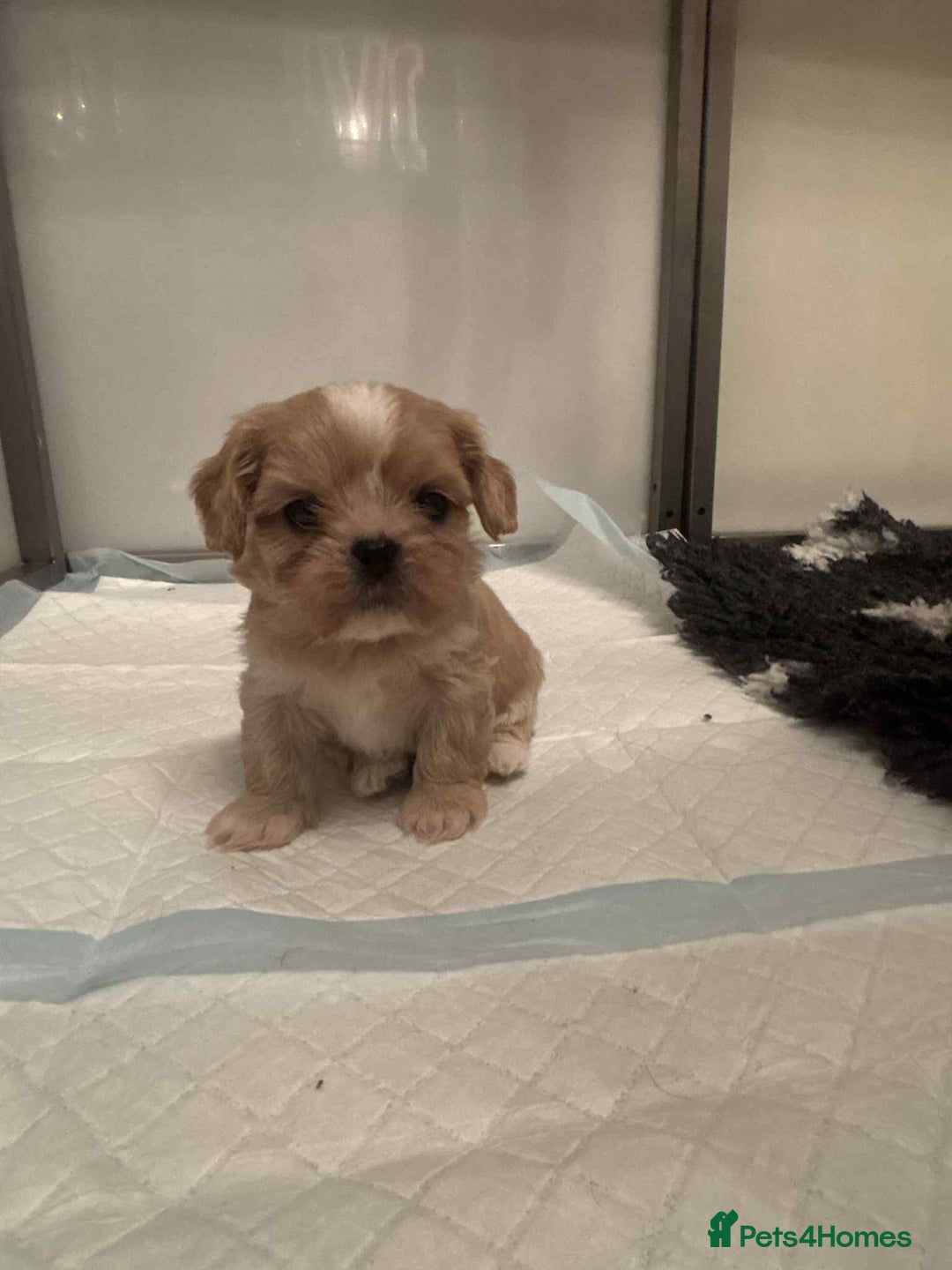Cava Tzu dogs for sale: Absolutely amazing bundle of cuteness cava - shih - Advert 16