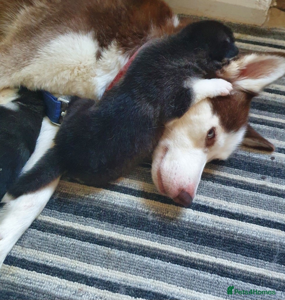 Siberian Husky dogs 🐾 Husky Puppies for Sale - Advert 15
