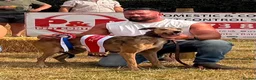 Lurcher dogs for sale: Beautiful Lurcher Pups - Advert 4