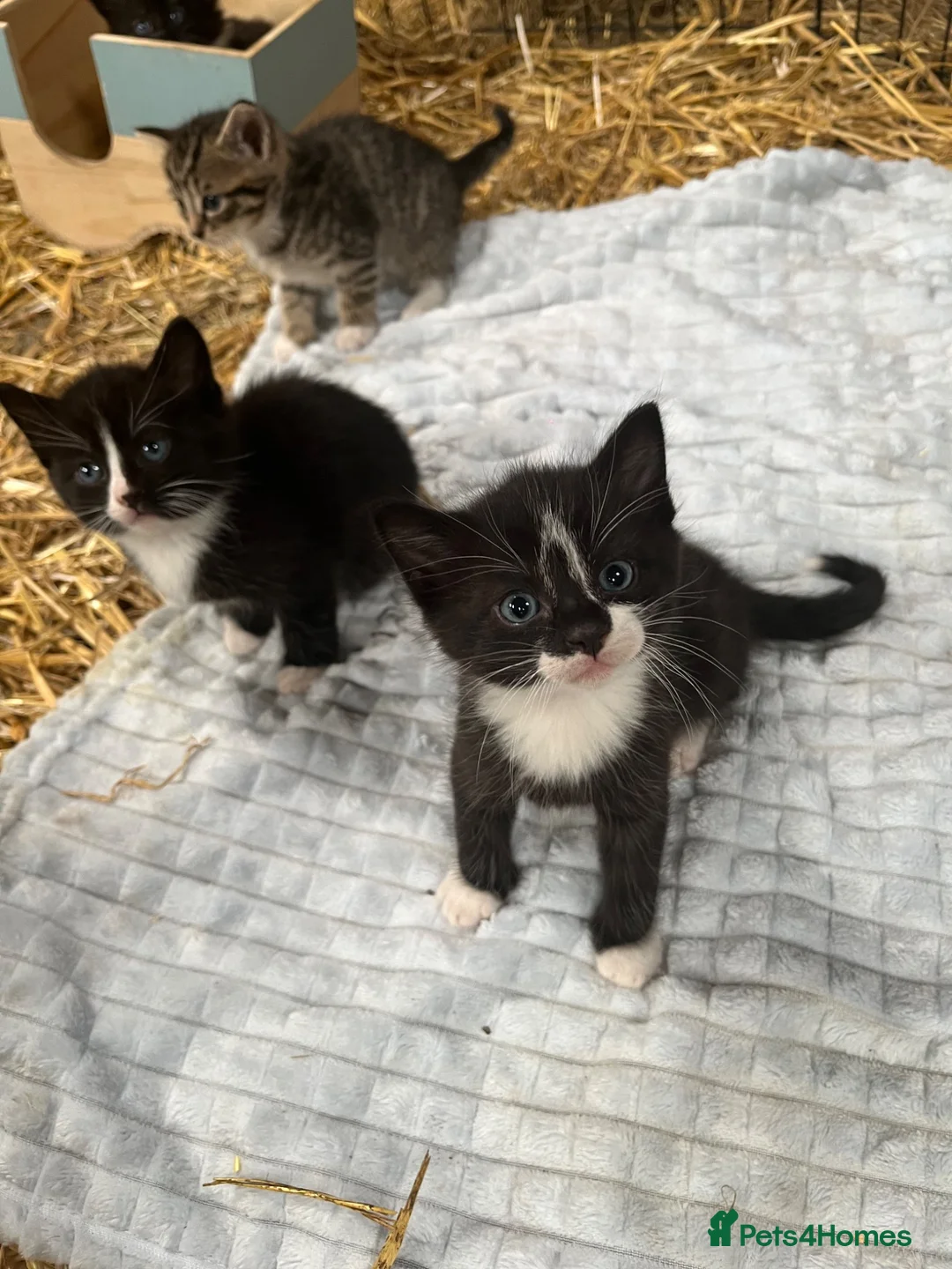 Mixed Breed cats for sale: Farm Kittens  in Bishop Auckland - Advert 4