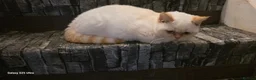 British Shorthair cats for sale: Mixed litters of same mother and father kittens  - Advert 3