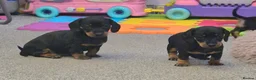Dachshund dogs for sale: Beautiful Miniature Dachshunds  - Advert 11