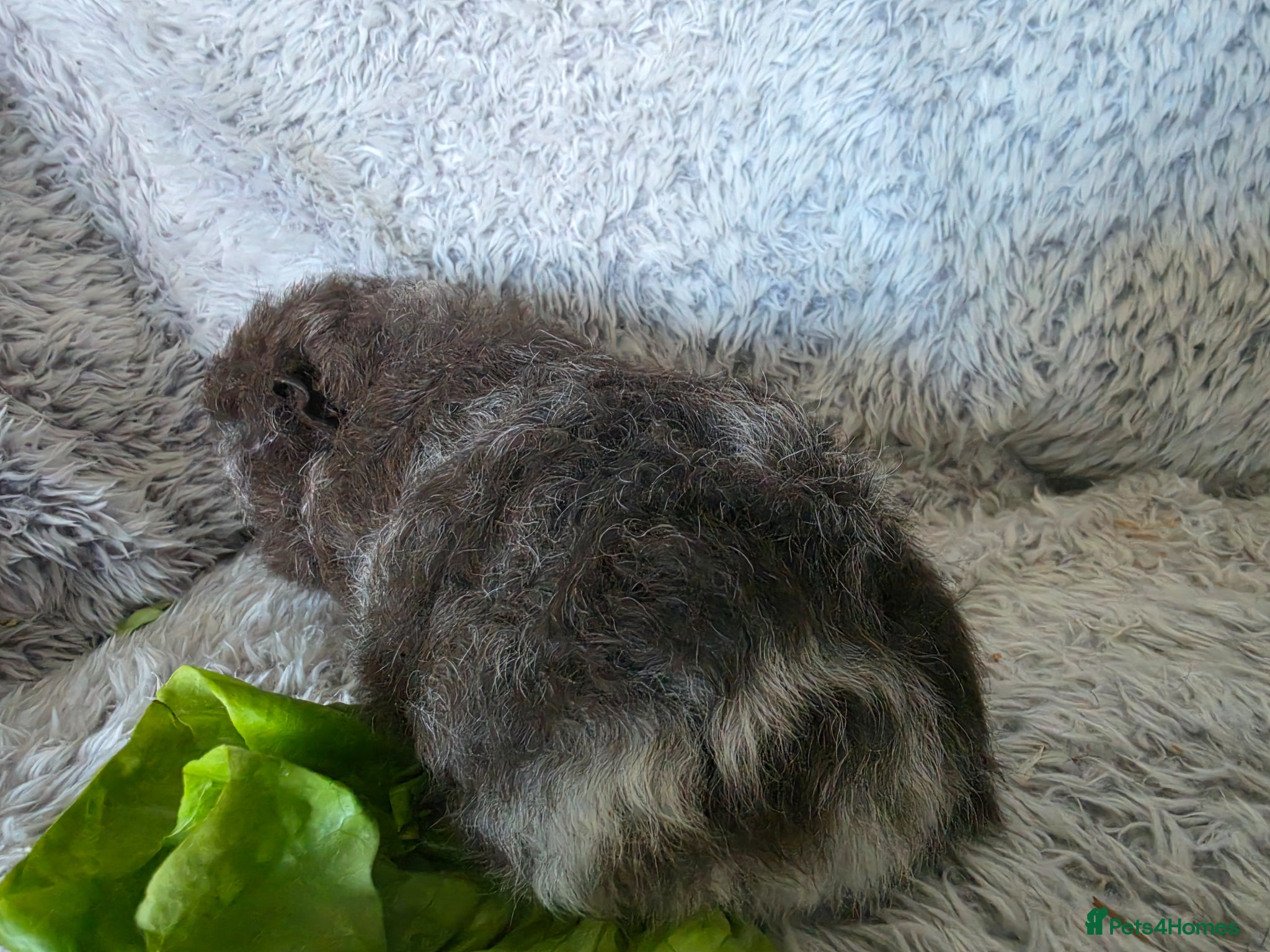 Guinea Pig rodents Swiss boys  - Advert 15