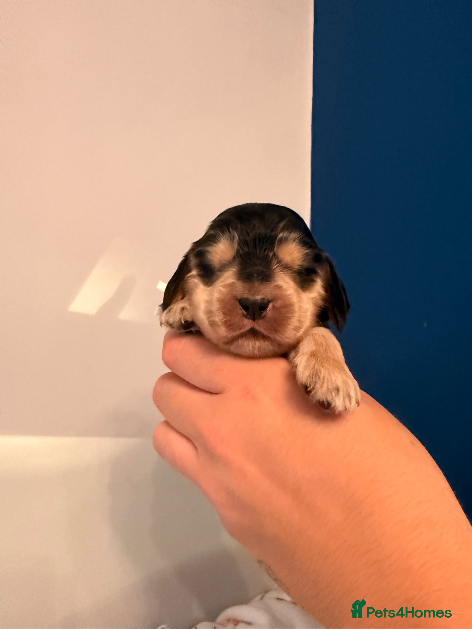 Cocker Spaniel dogs Outstanding KC registered Cocker Spaniel Puppies  - Advert 2