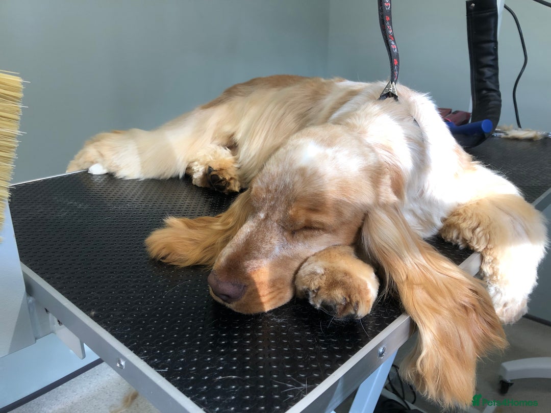 Cocker Spaniel dogs for sale: 🧡🤎 Show Cocker Spaniel Puppies For Sale - Image 8