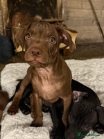 Mixed Breed dogs - Advert 11