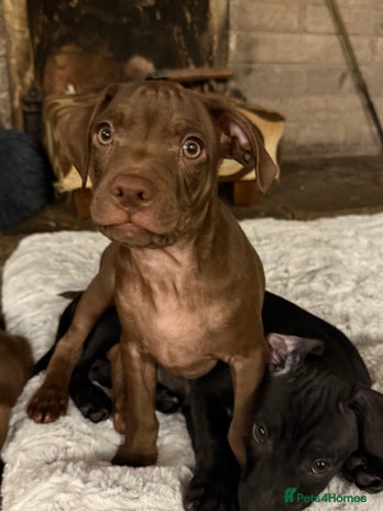 Mixed Breed dogs - Advert 2