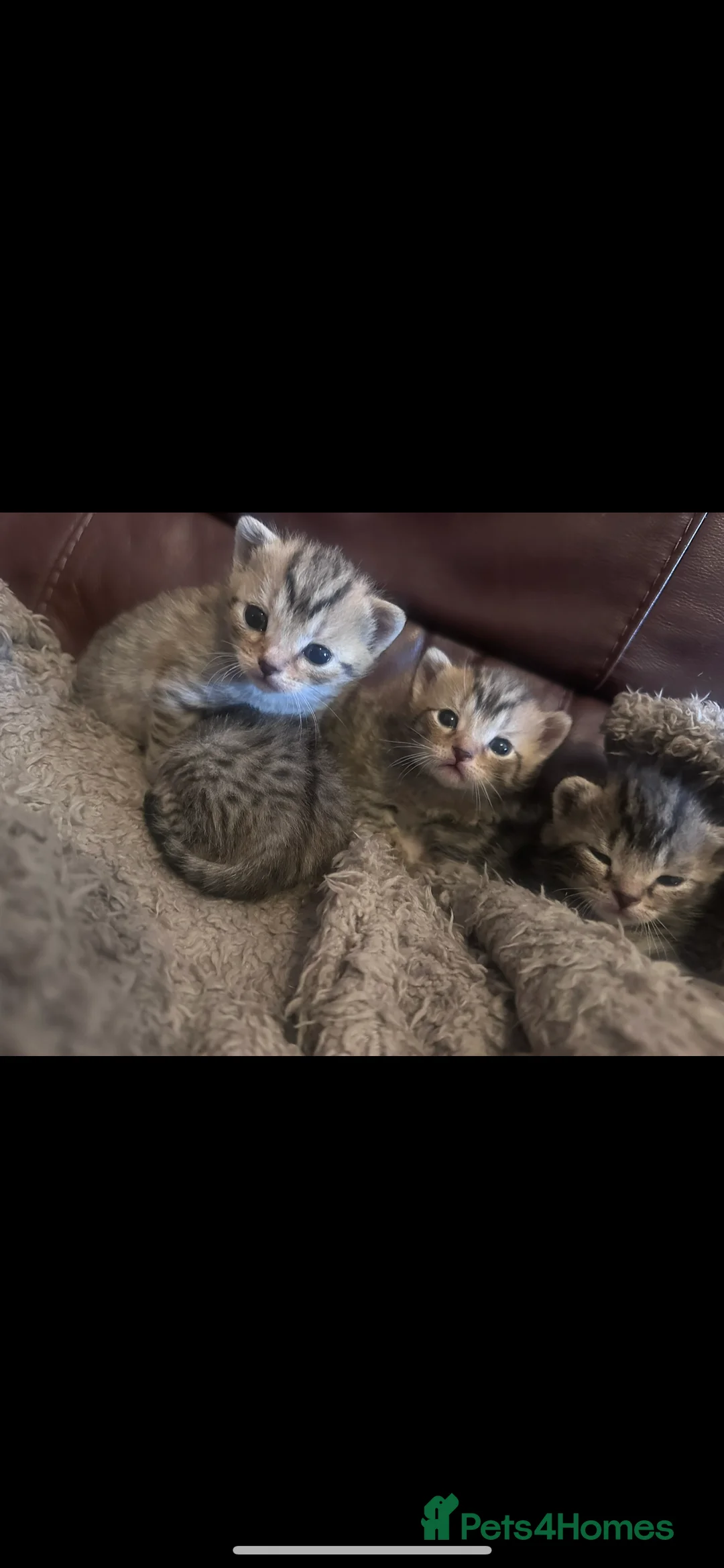 Domestic Shorthair cats for sale: 2 male 2 female tabby kittens ready to leave now - Advert 5