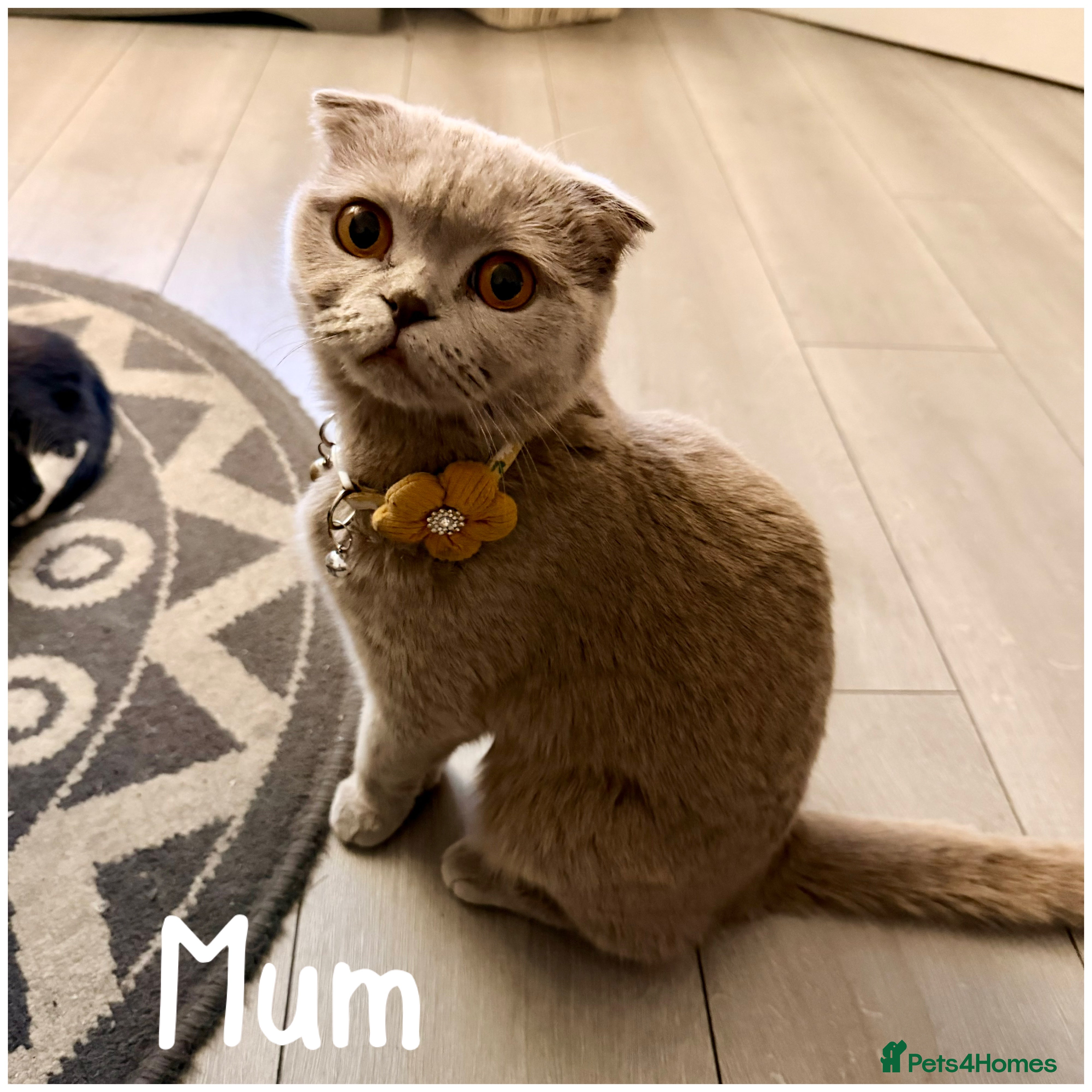 Scottish Fold cats 6 Scottish fold kittens for sale - Advert 1