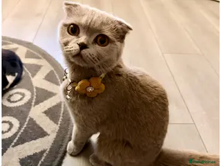 Scottish Fold cats 6 Scottish fold kittens for sale - Advert 8