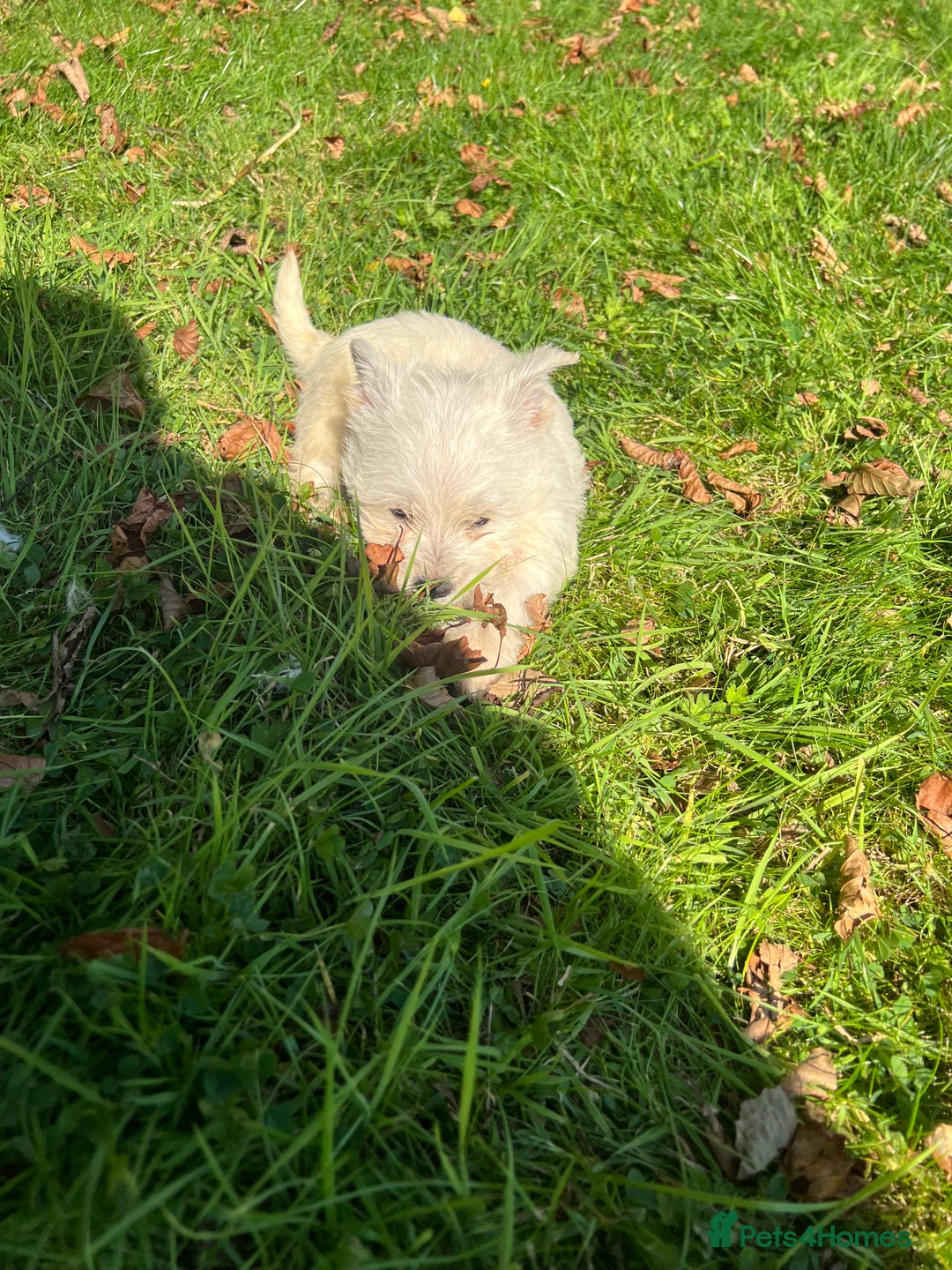 Mixed Breed dogs for sale: West highland terrier/poodle - Image 7