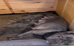 French Bulldog dogs for sale: 4 beautiful blue French bulldogs  - Image 14