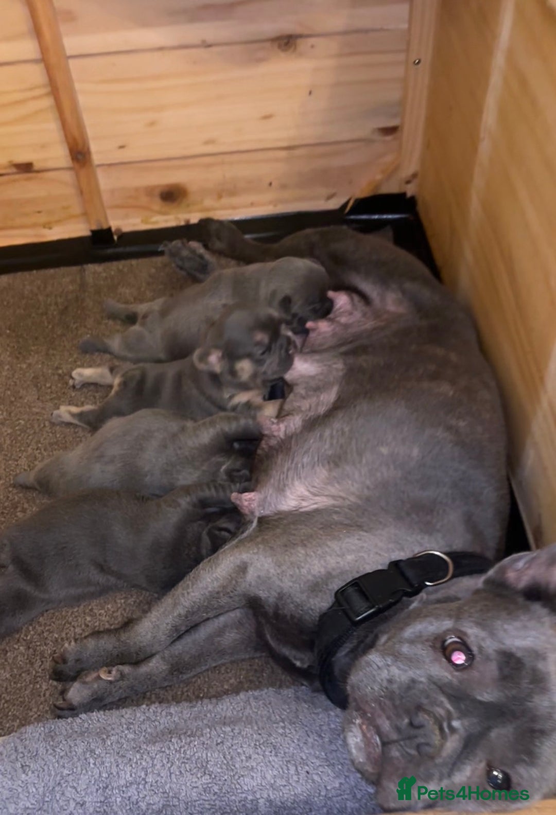 French Bulldog dogs for sale: 4 beautiful blue French bulldogs  - Image 14