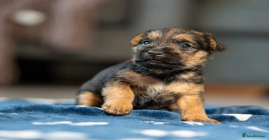 Mixed Breed dogs - Advert 3