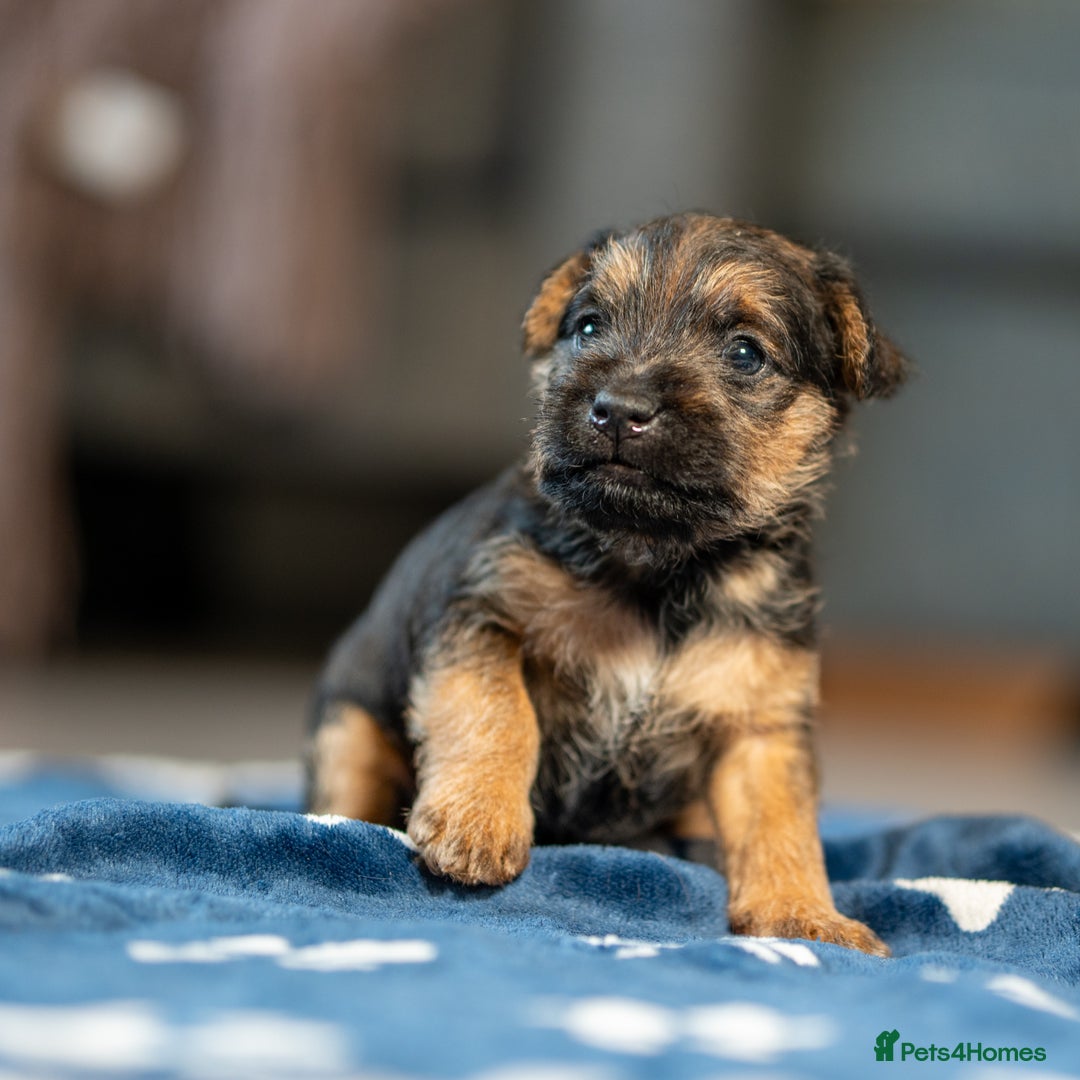 Mixed Breed dogs for sale: 6 Lakeland Cross Puppies for Sale - Image 2