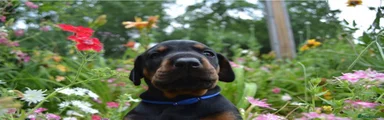 Dobermann 1