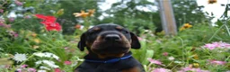 Mixed Breed dogs for sale: 3 Beautiful Doberman Puppies Looking for Loving - Advert 3