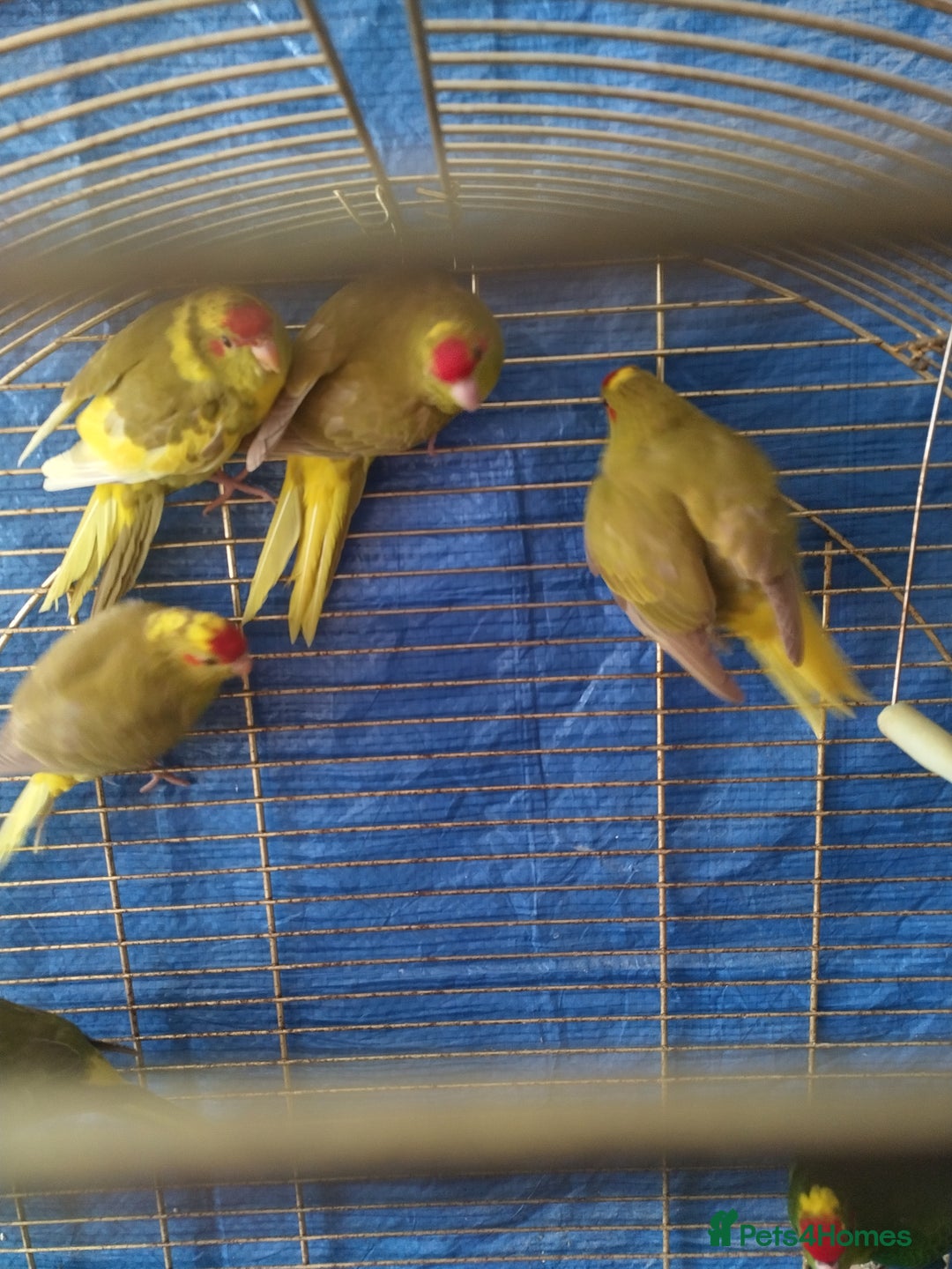 Parrots birds for sale: For sale  - Image 2