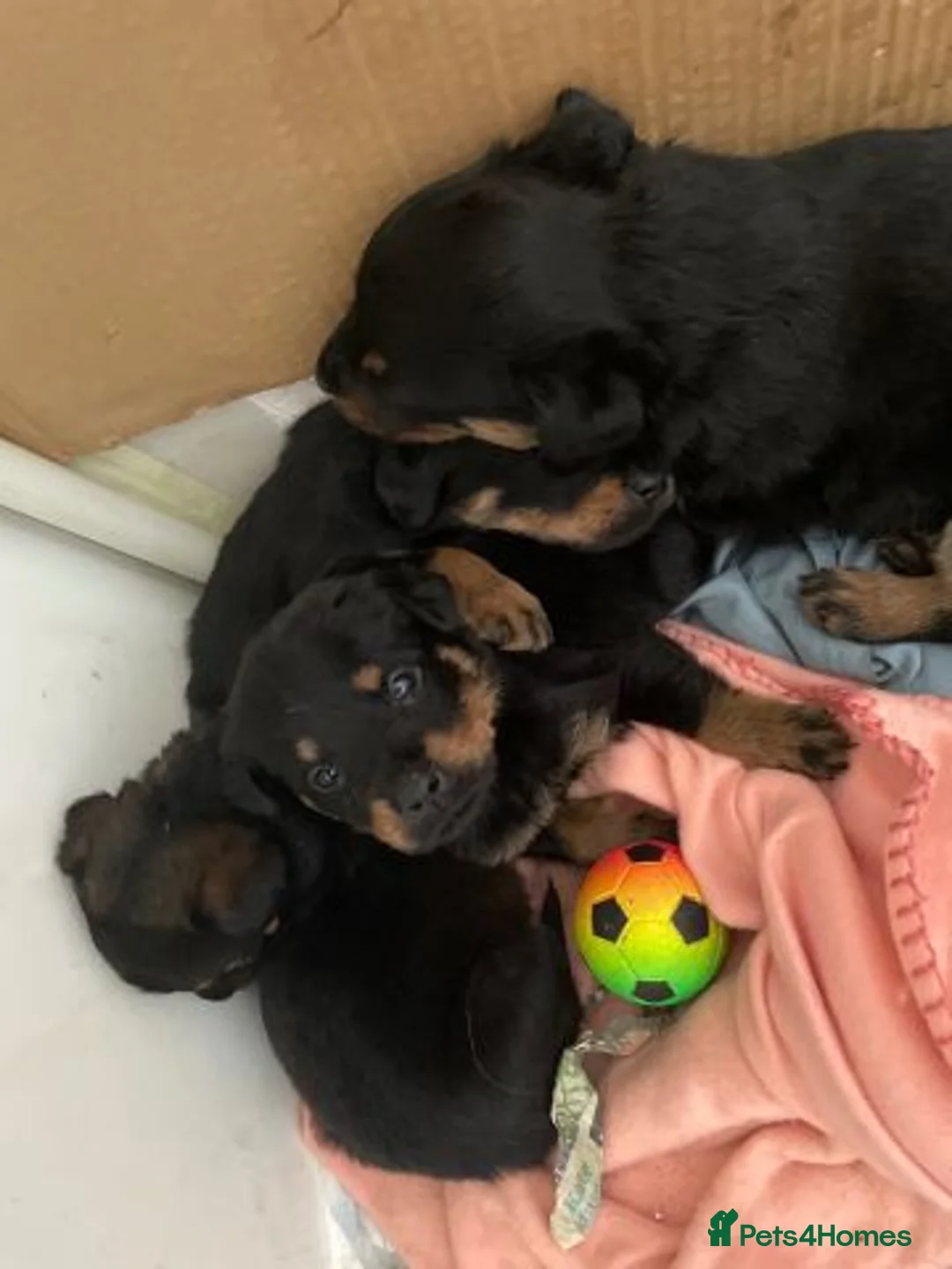 Rottweiler dogs for sale: Rottweiler puppies - Advert 1