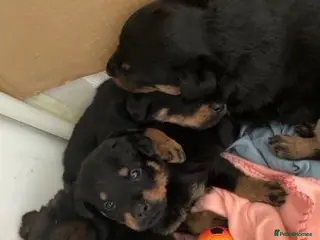 Rottweiler dogs Rottweiler puppies - Advert 5