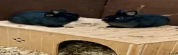 Netherland Dwarf rabbits for sale: Netherland dwarf baby rabbits  - Advert 6