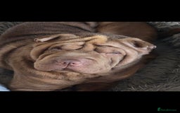 Shar Pei dogs for sale: 3x beautiful shar pei puppies  - Image 4