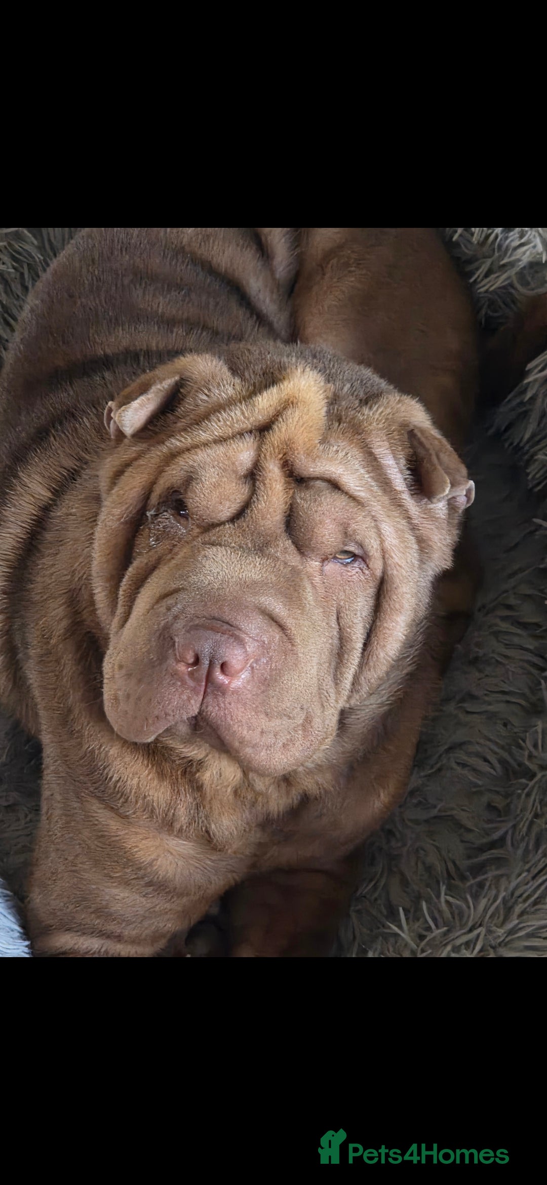Shar Pei dogs for sale: 3x beautiful shar pei puppies  - Image 4