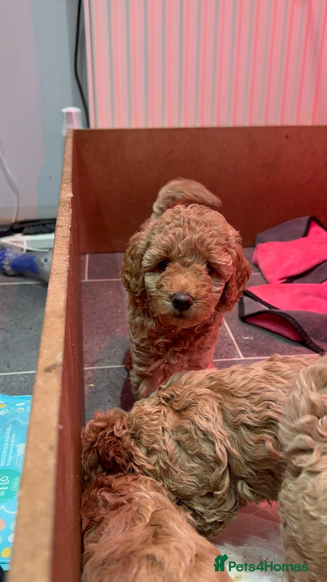 Miniature Poodle dogs for sale: Stunning Miniture Poodles - Image 36