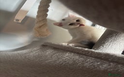 British Shorthair cats for sale: Last 2 boys!!  - Image 8