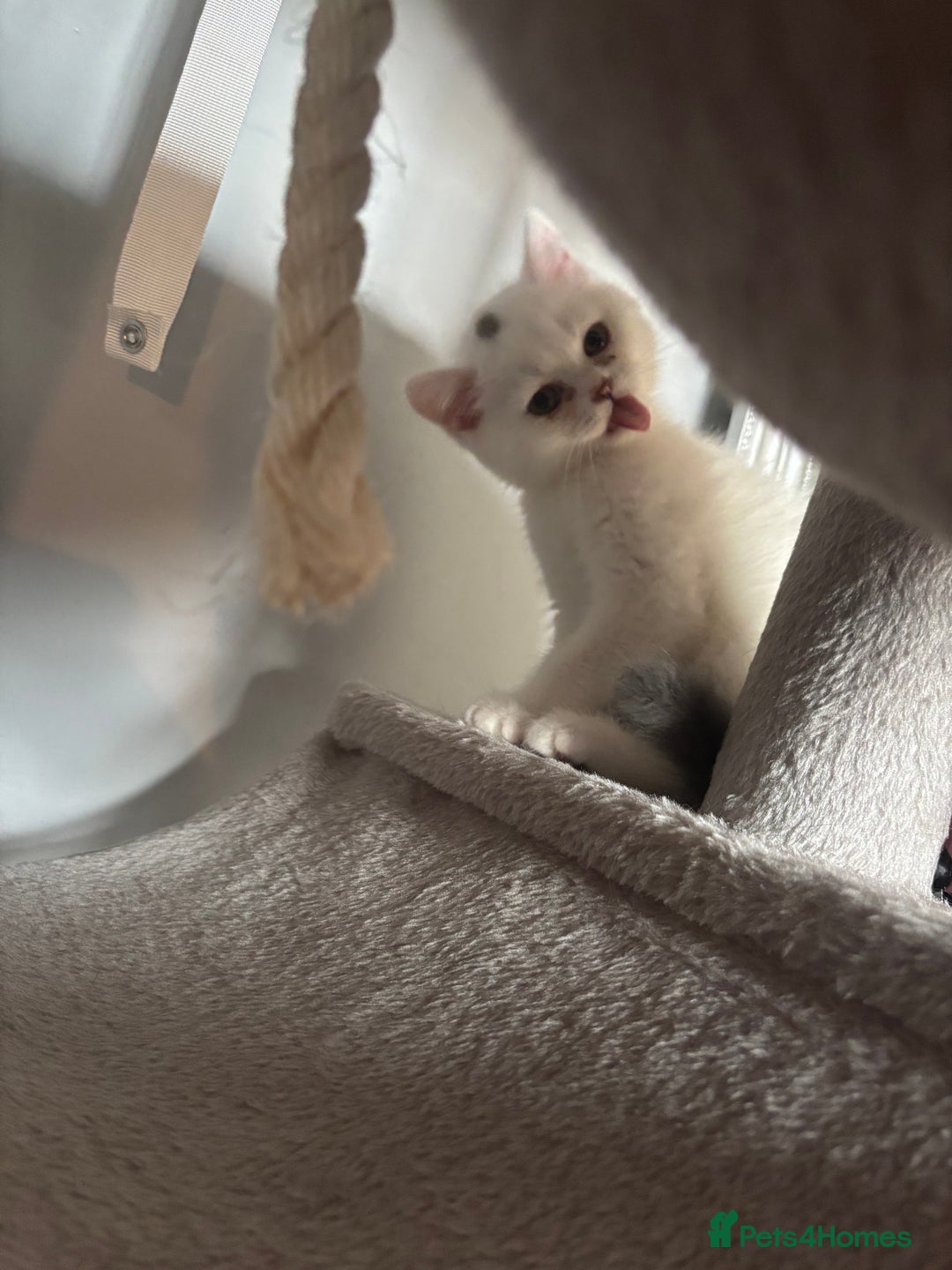 British Shorthair cats for sale: Last 2 boys!!  - Image 8