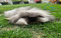 Lionhead rabbits for sale: Lionhead rabbits for sale  - Image 6