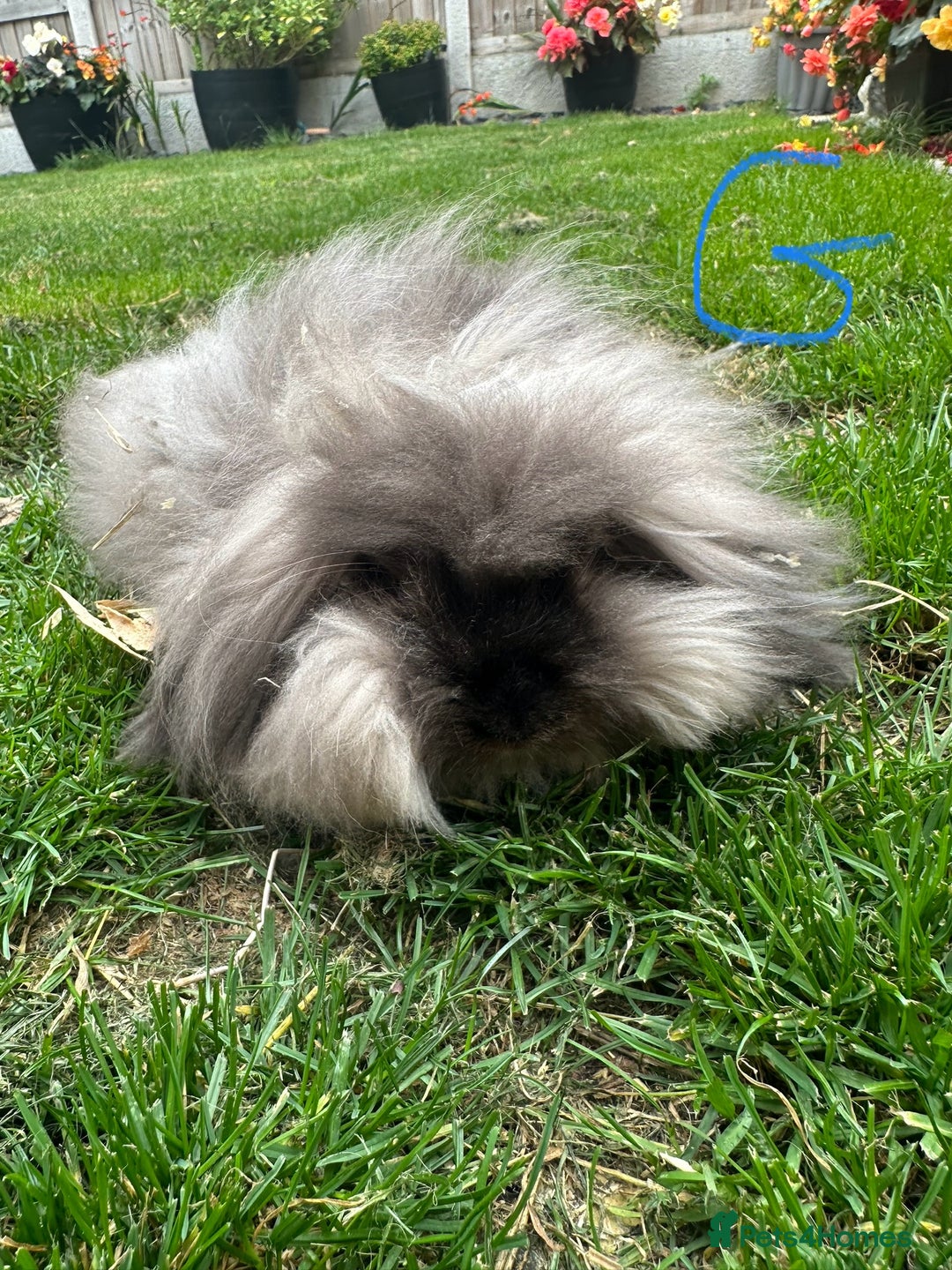 Lionhead rabbits for sale: Lionhead rabbits for sale  - Image 6