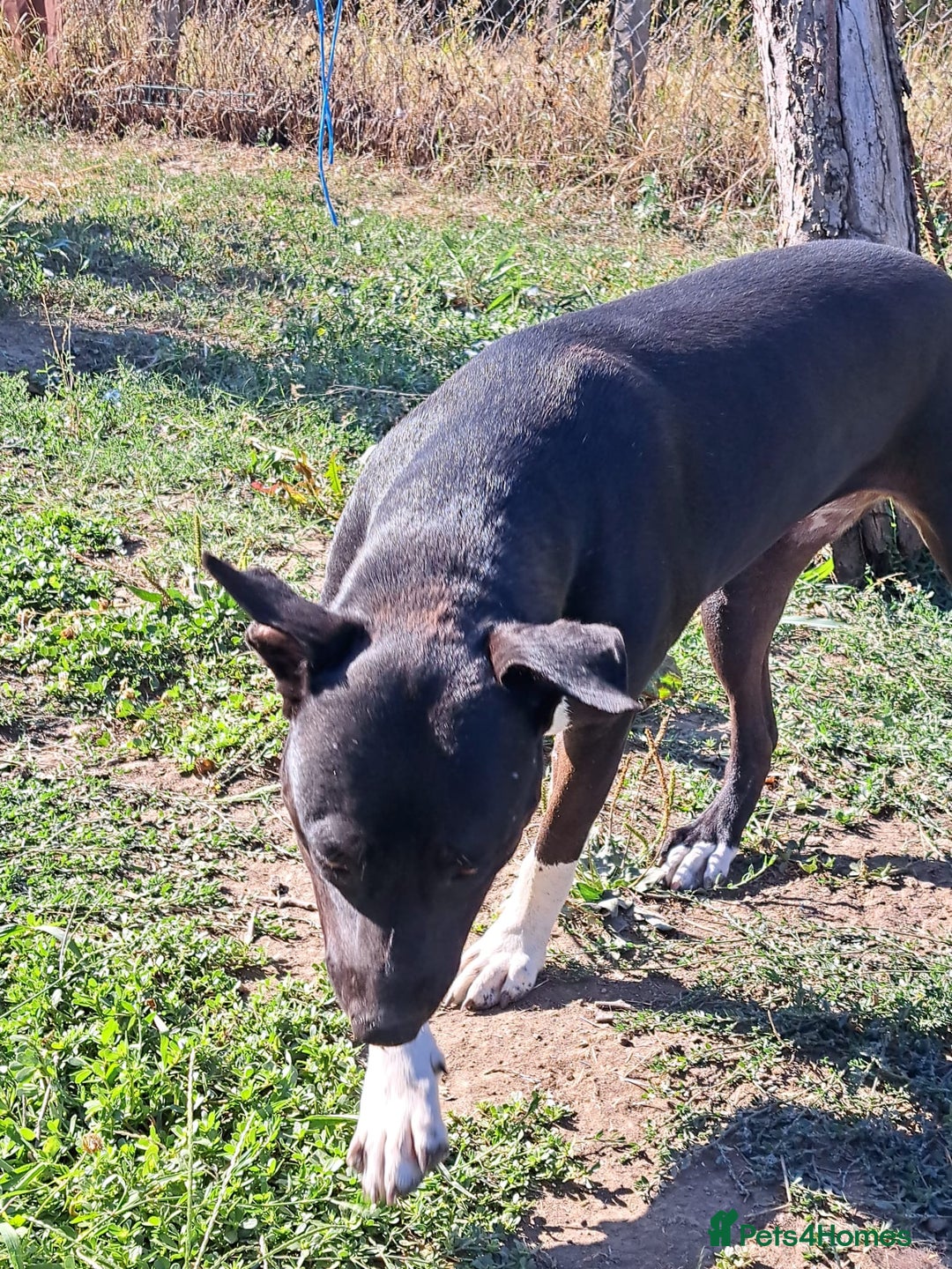Mixed Breed dogs for adoption: LUCKY - a superb and gentle girl for a Loving Home - Image 22