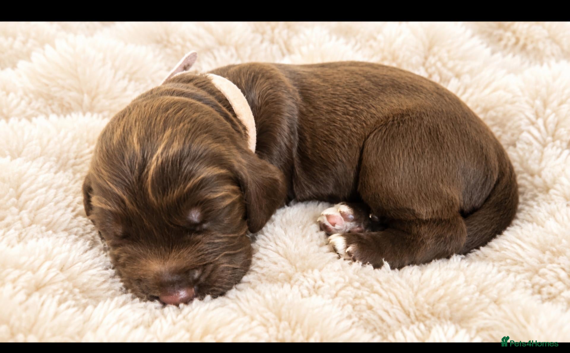 Cocker Spaniel dogs  ONLY 3 BOYS LEFT.Cocker spaniel puppies  - Advert 2