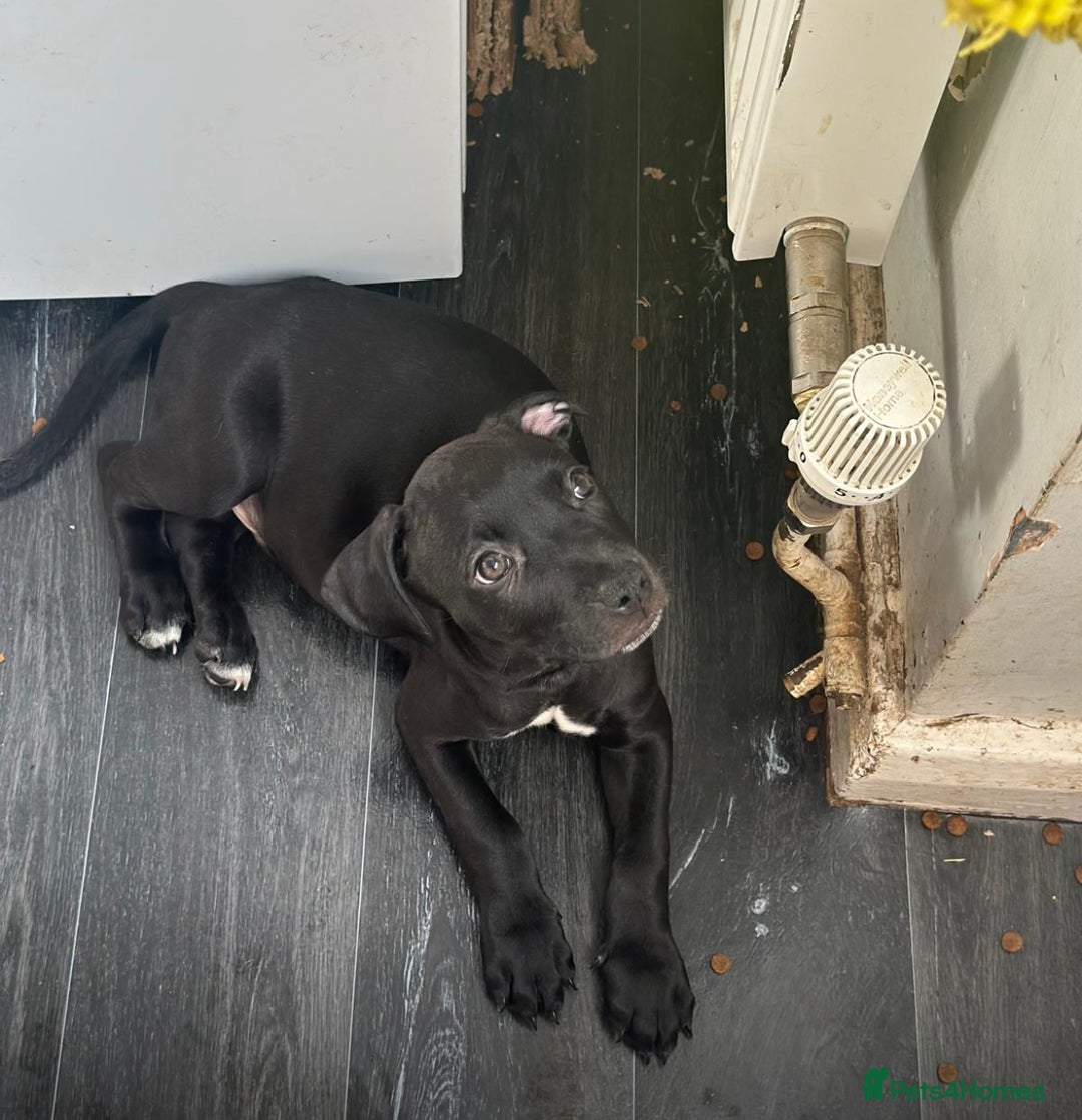 American Bulldog dogs for sale: Stunning Standard American Bulldog Puppies - Image 17