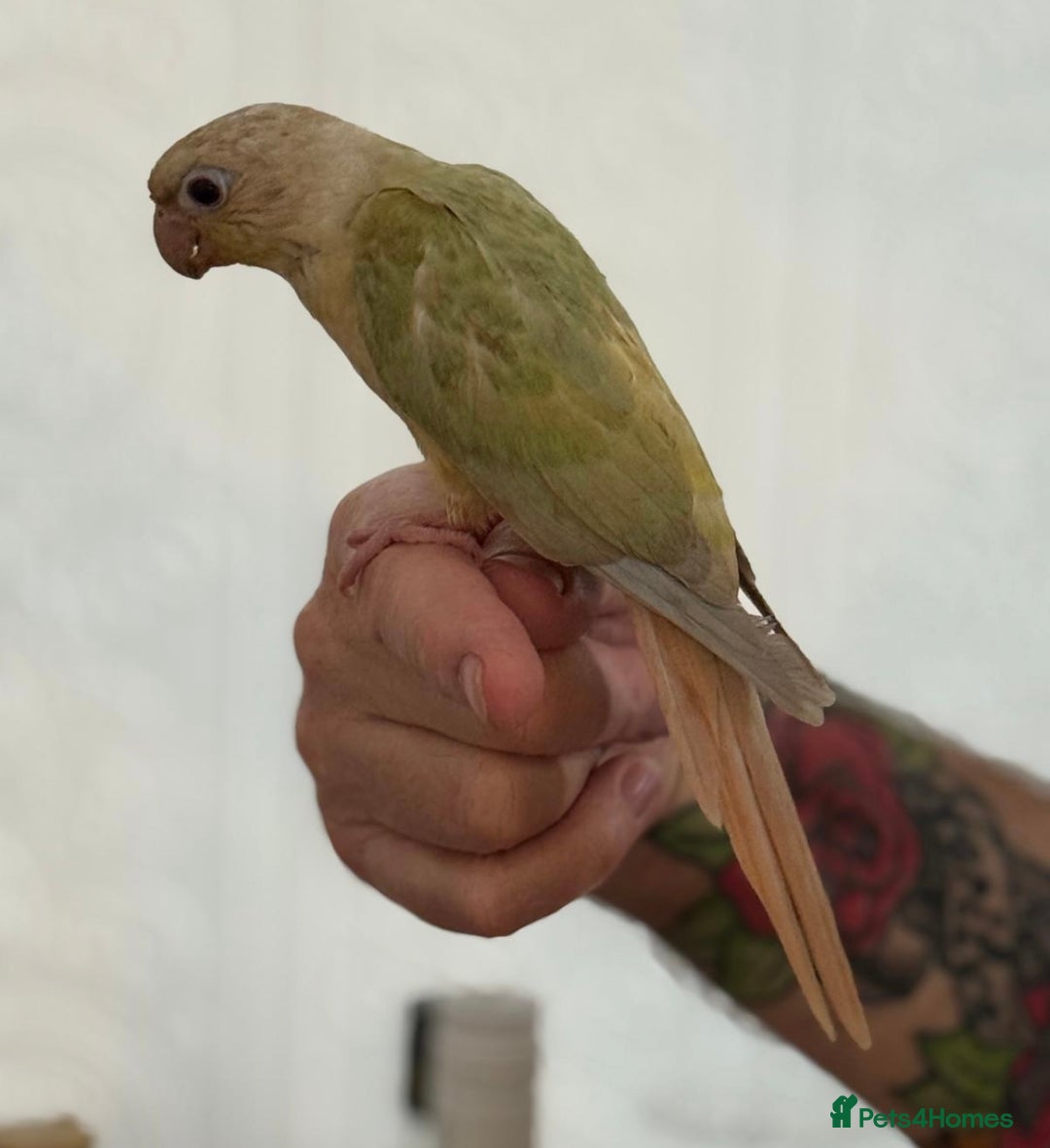 Conures birds for sale: Hand reared baby conure  in Pentre - Image 2